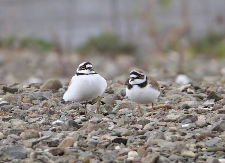 Little ringed Plover pair courting VP 30 3 09 IMG_9709_filtered